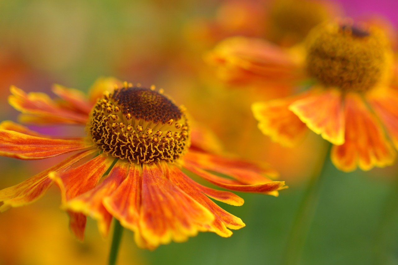 flower, orange flowers, blooming flowers-7325887.jpg