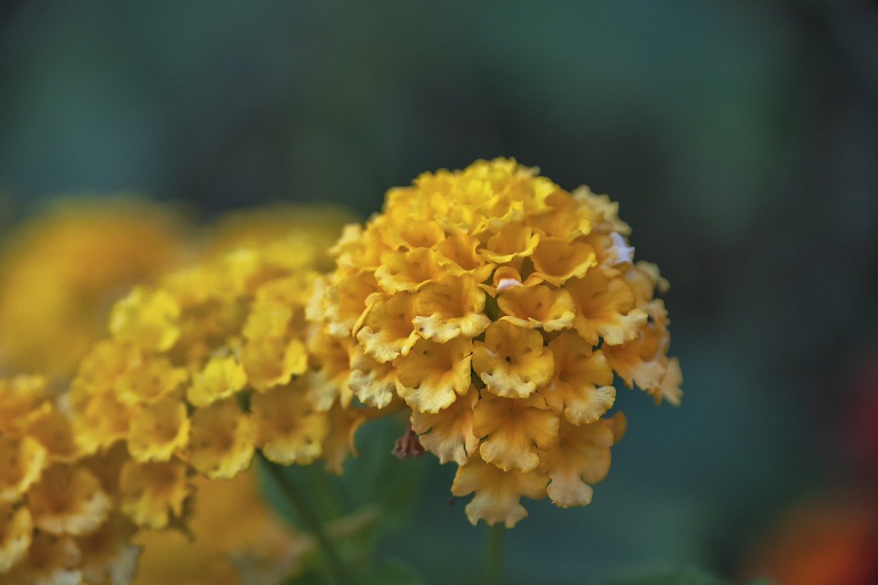 west indian lantana, flowers, plant-7337737.jpg